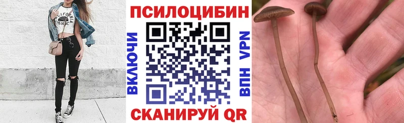 Купить закладки  Яранск  Псилоцибиновые грибы MAGIC MUSHROOMS 